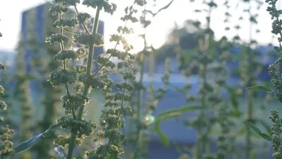 Naissance d'une plante