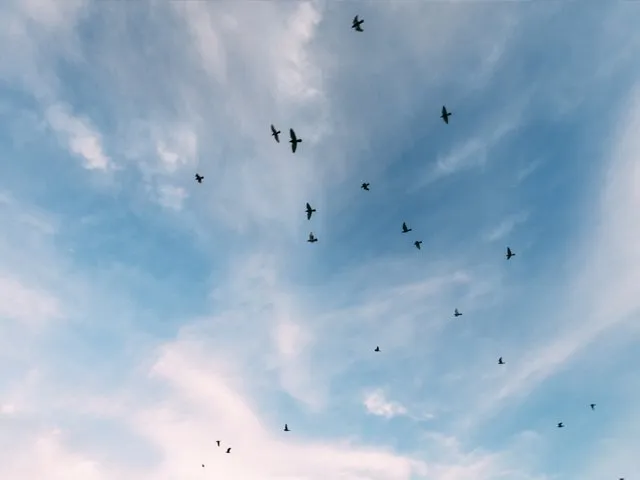 Oiseaux dans le ciel