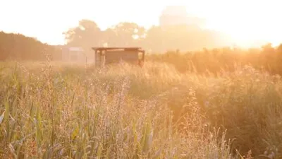 Sunset Field
